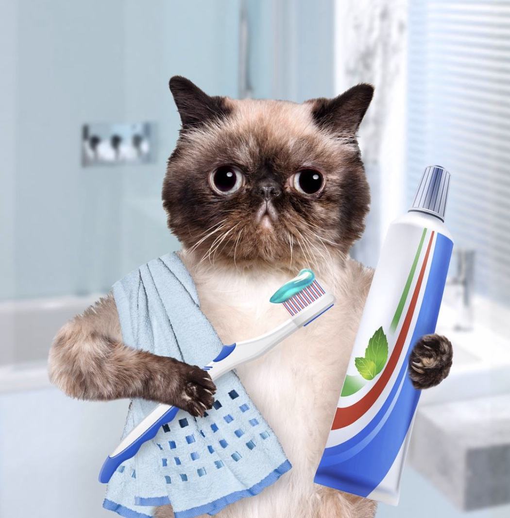 长期养猫突然变凶,再次提醒养猫会得这7种病