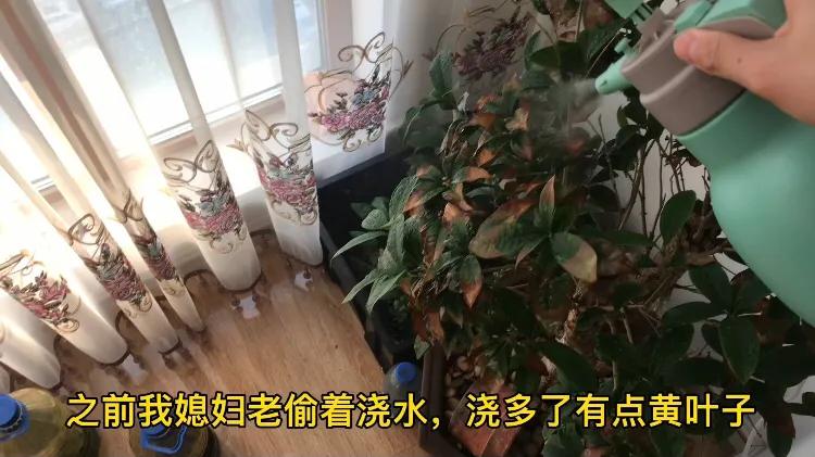 鱼池养龟乌龟怎么冬眠,我的养龟日记和养鱼日记