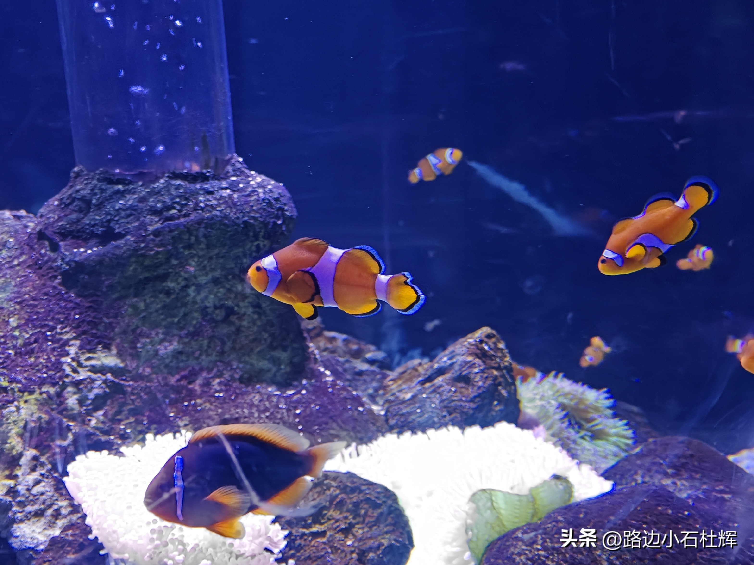 北京富国海底世界海洋水族馆,北京海洋馆和工体海洋世界