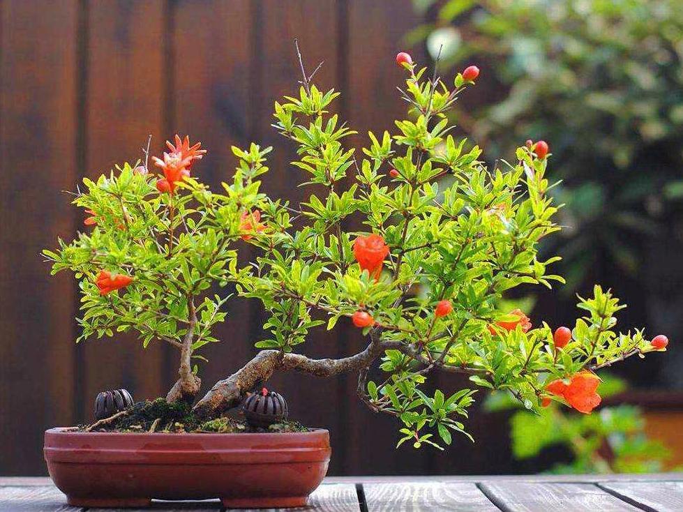 新手养柠檬树,懒人吸水花盆柠檬树