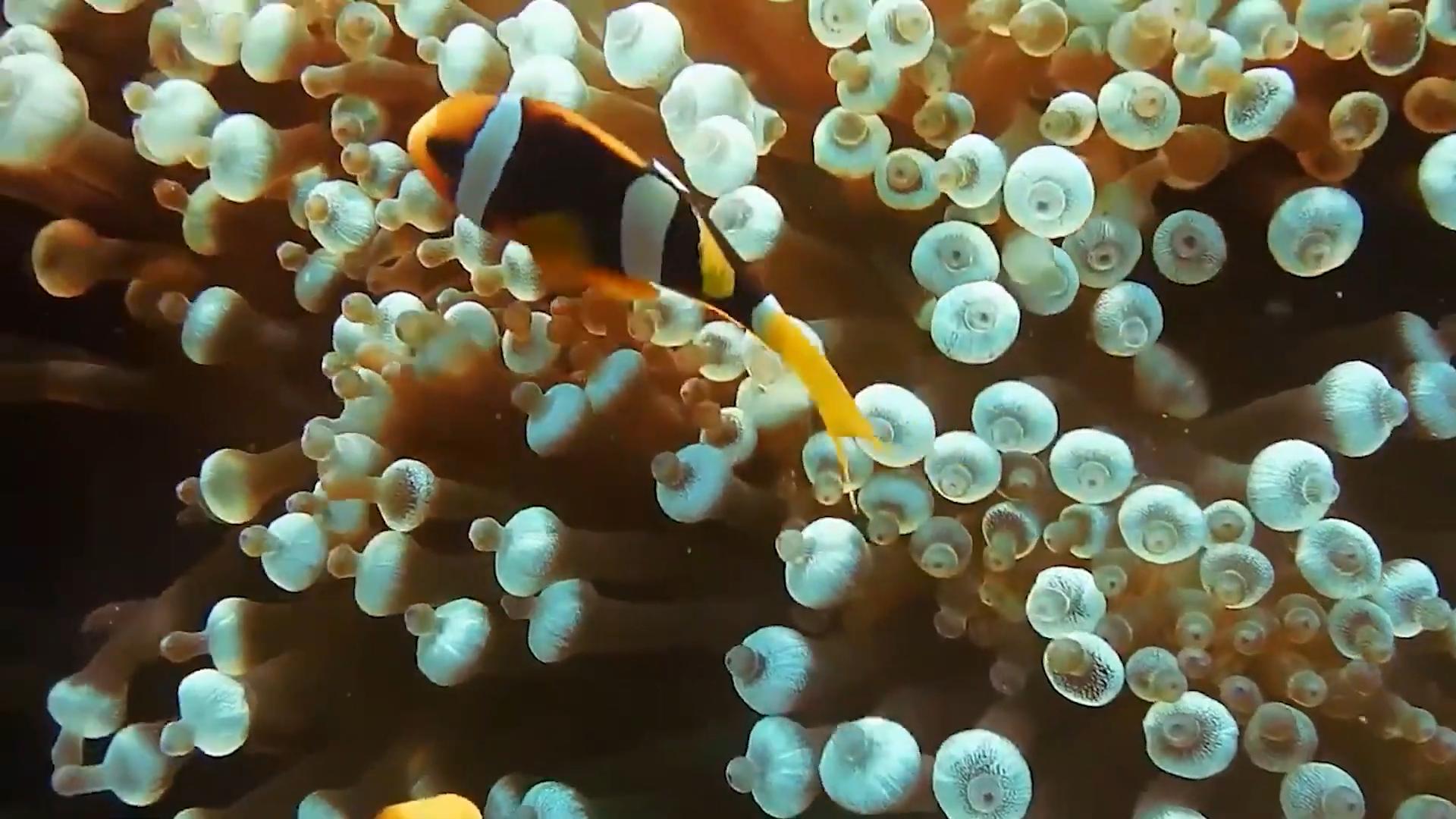 隐鱼和海参是什么关系,隐鱼和海参真实影像