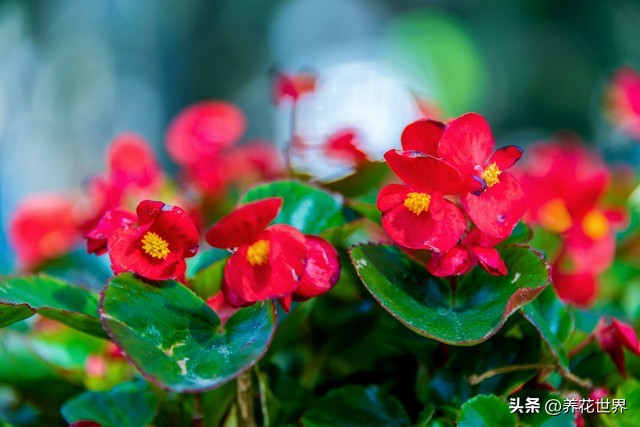 能开花又高大好养的植物,非常好养的一款开花植物