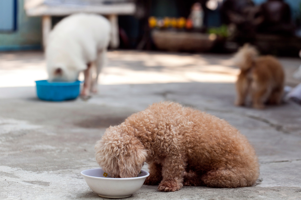 泰迪狗大便拉不出来怎么办,泰迪狗大便发黑怎么回事