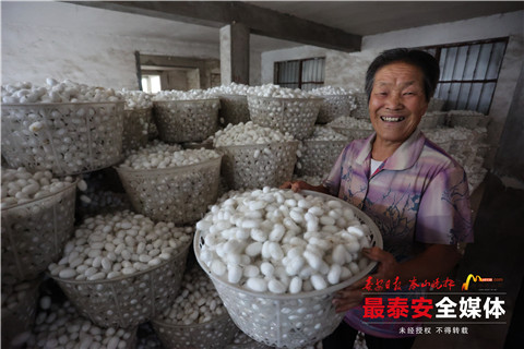 蚕茧喜获丰收,首批蚕茧丰收破茧成蝶