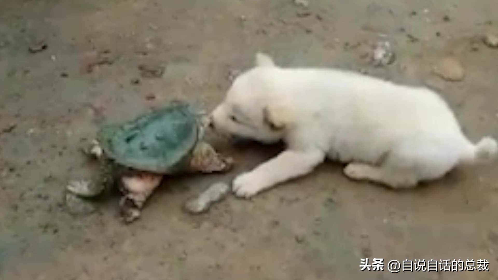 龟蛇大战,龟蛇大战故事