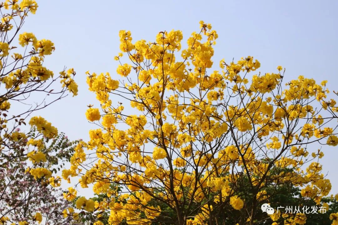 两人从化两天一夜游玩攻略,去从化玩的攻略