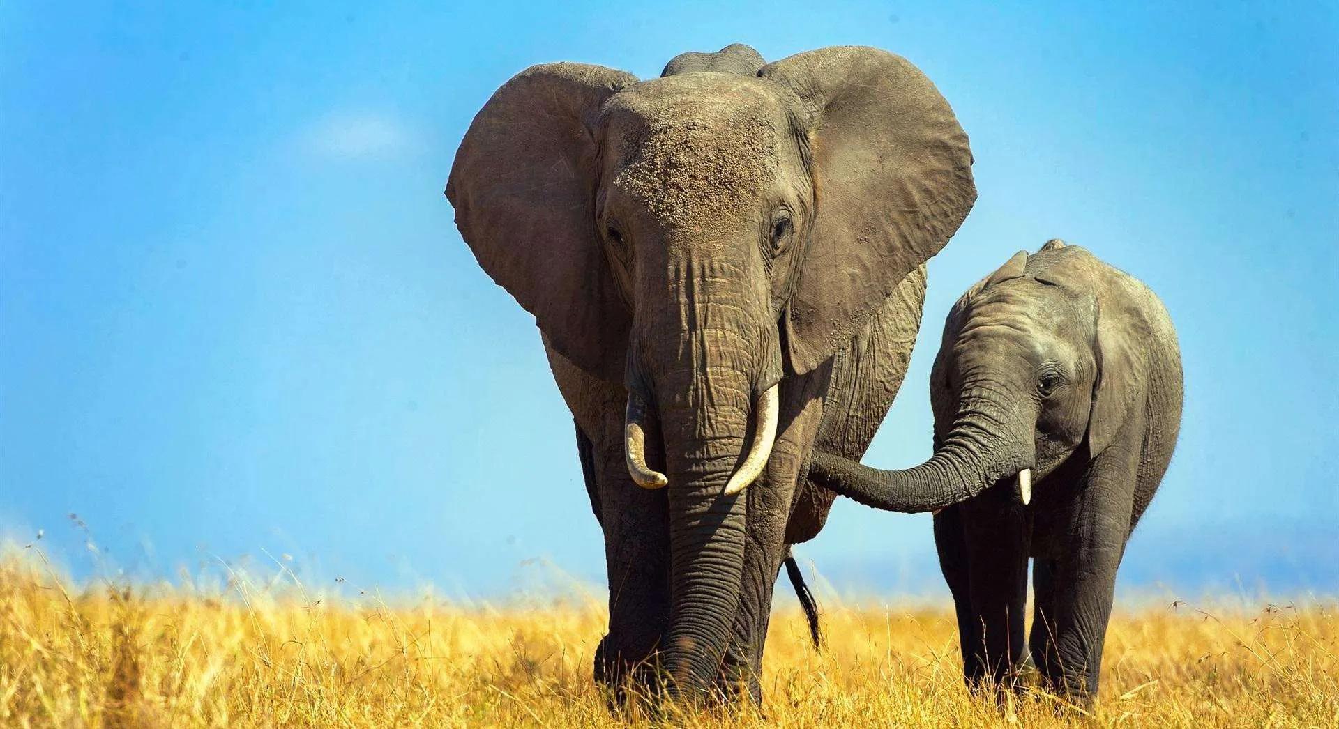 印度旅游冷知识大全,印度尼西亚冷知识