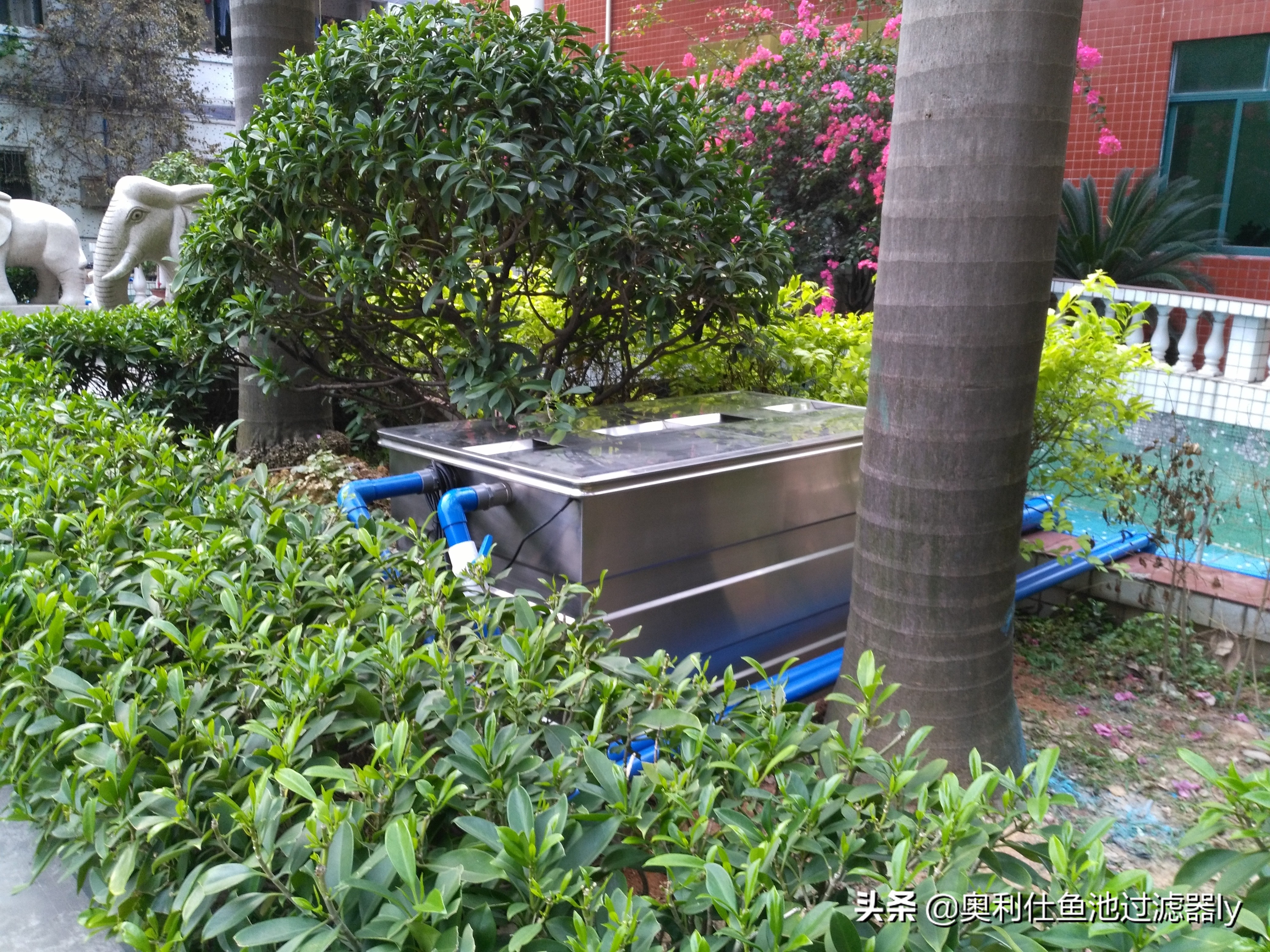 锦鲤鱼池多久换一次水,锦鲤水浑浊绿