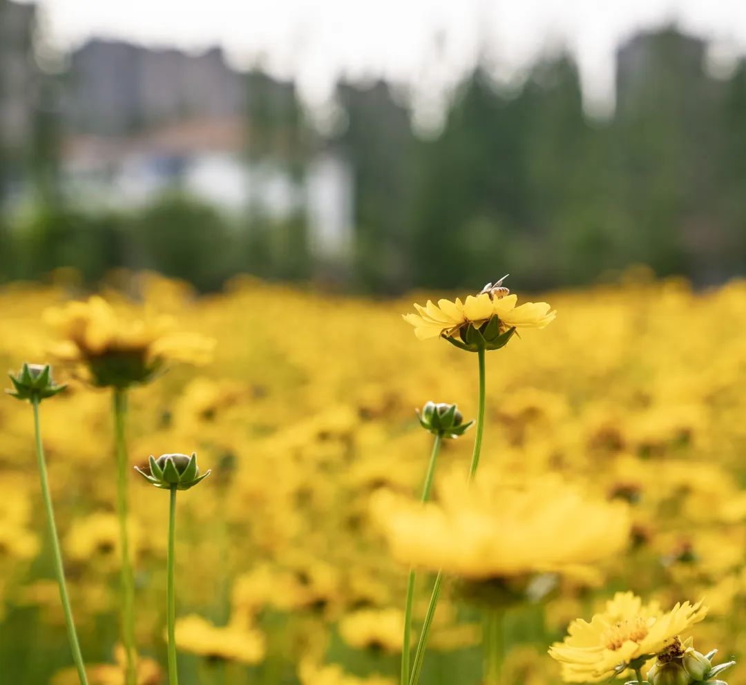 太仓蓝色花海,太仓好看的花海