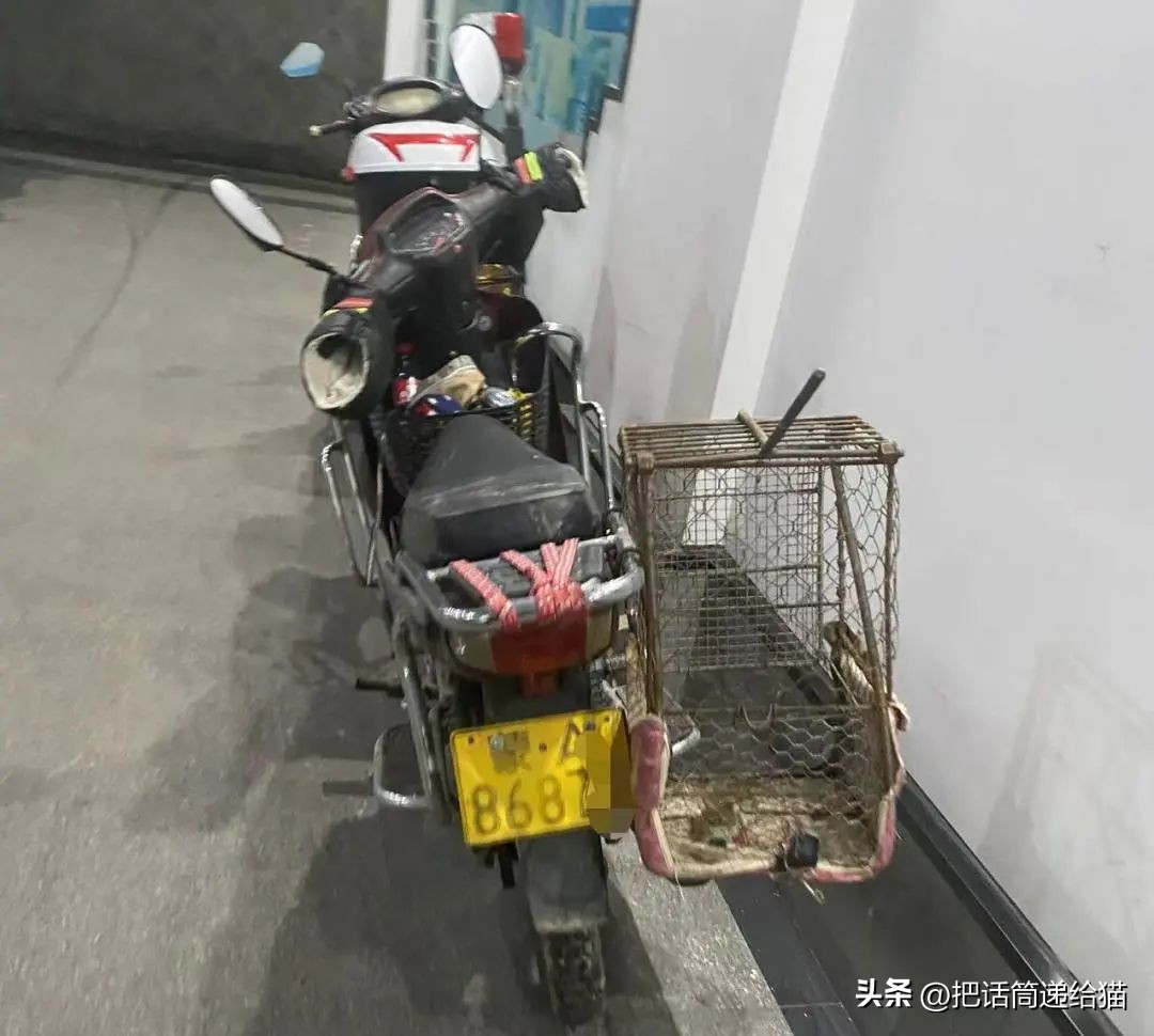 江苏偷猫事件,偷猫人被抓新闻