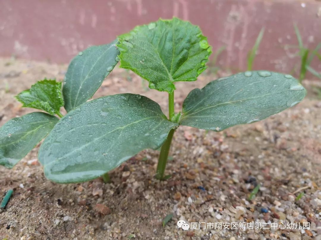 黄瓜基因组数据库怎么查基因序列,黄瓜花叶病毒基因序列