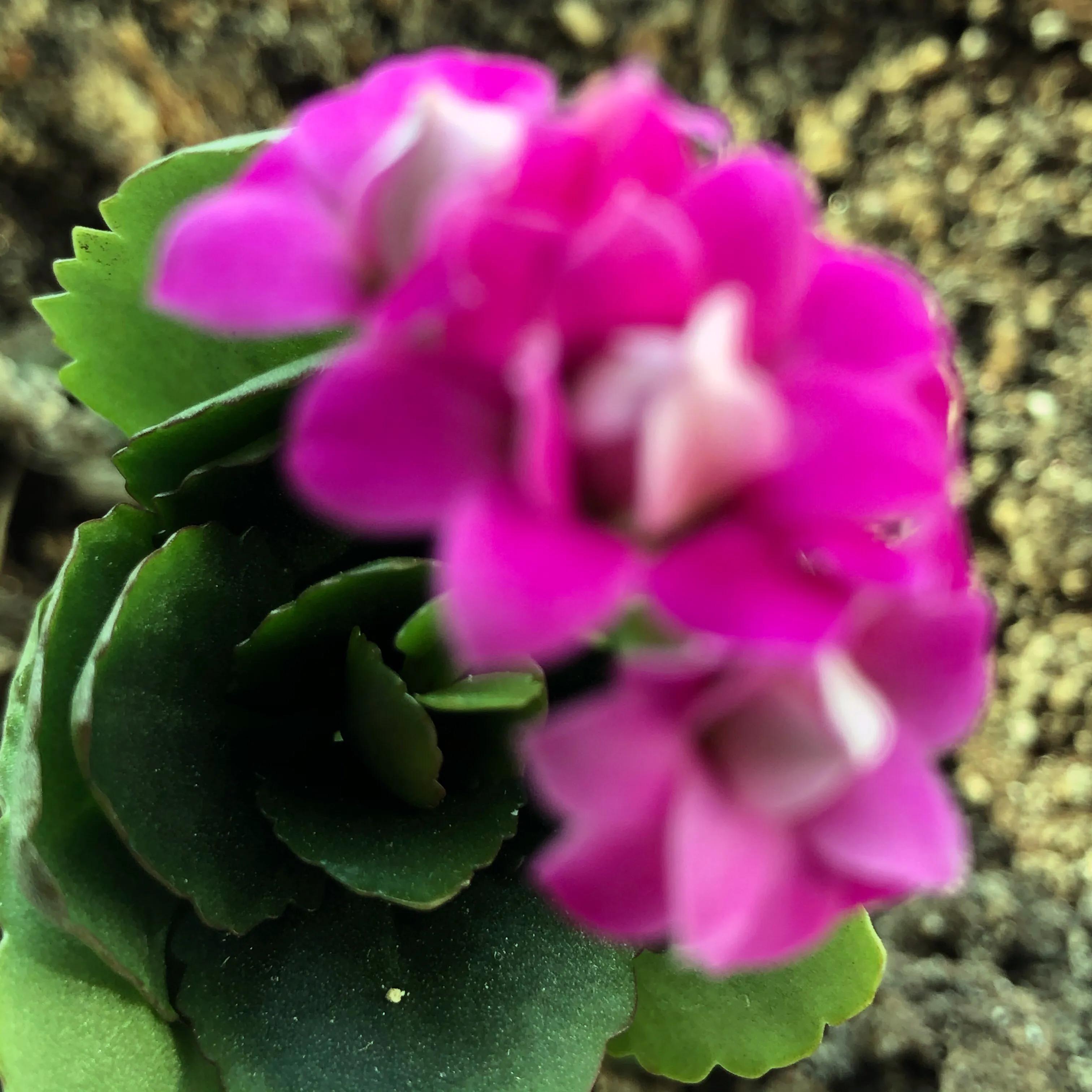 家里养什么花儿好养活,家里养的花儿图片