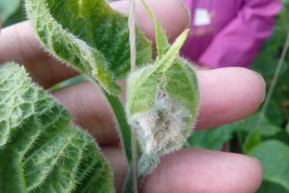 种黄瓜怎样防虫害,大棚黄瓜的主要病虫害及防治技术