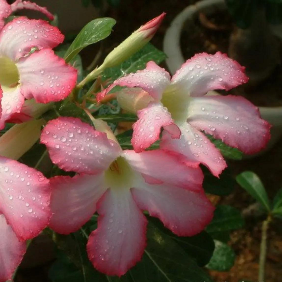 春夏之交，越来越多的花含苞欲放，这一百种娇媚蓓蕾真是美不胜收