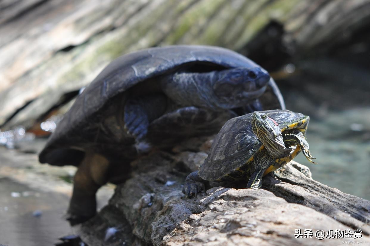 养乌龟日常巴西龟,养乌龟还是养巴西龟比较好