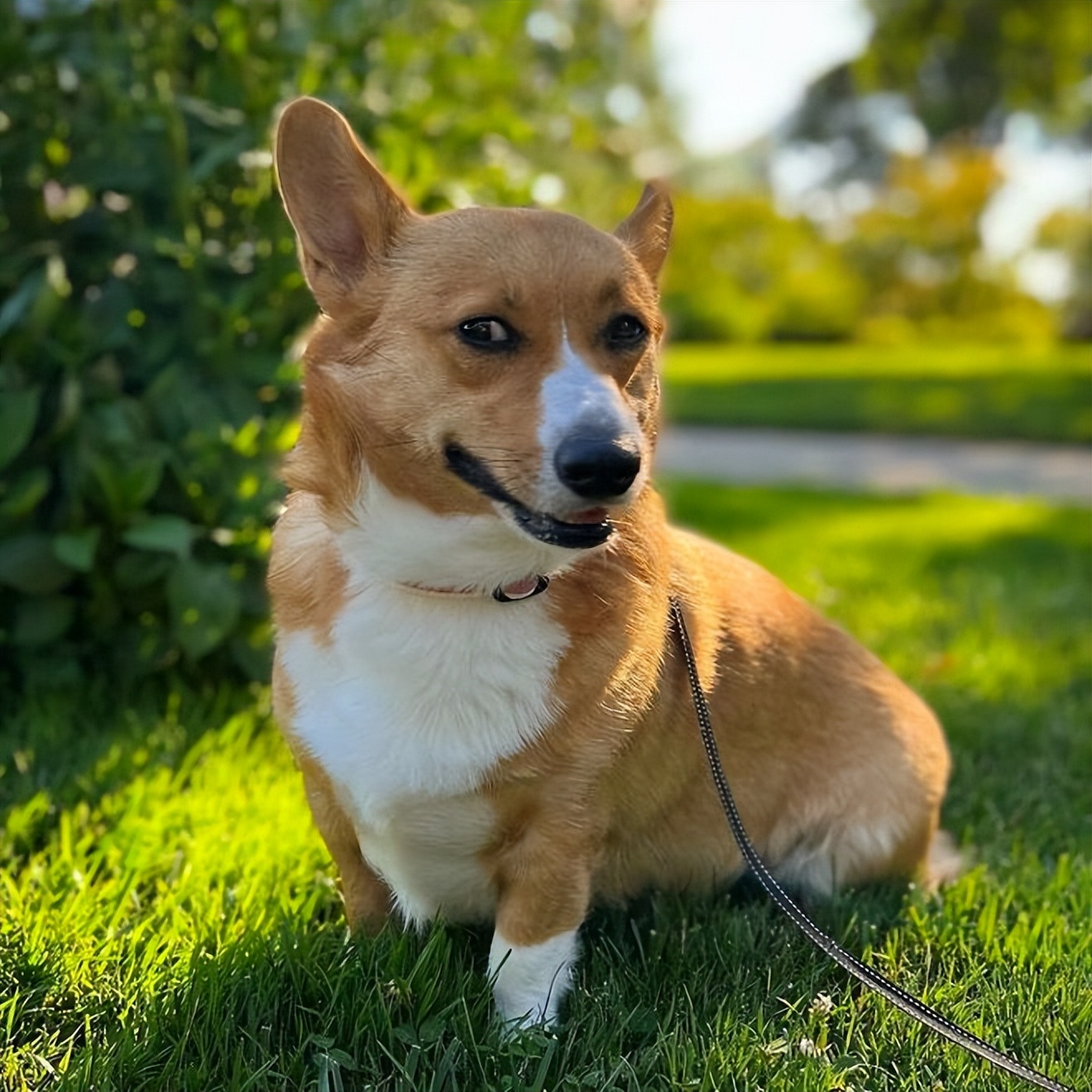 二分钟告诉你如何和狗狗交流,如何与狗对话