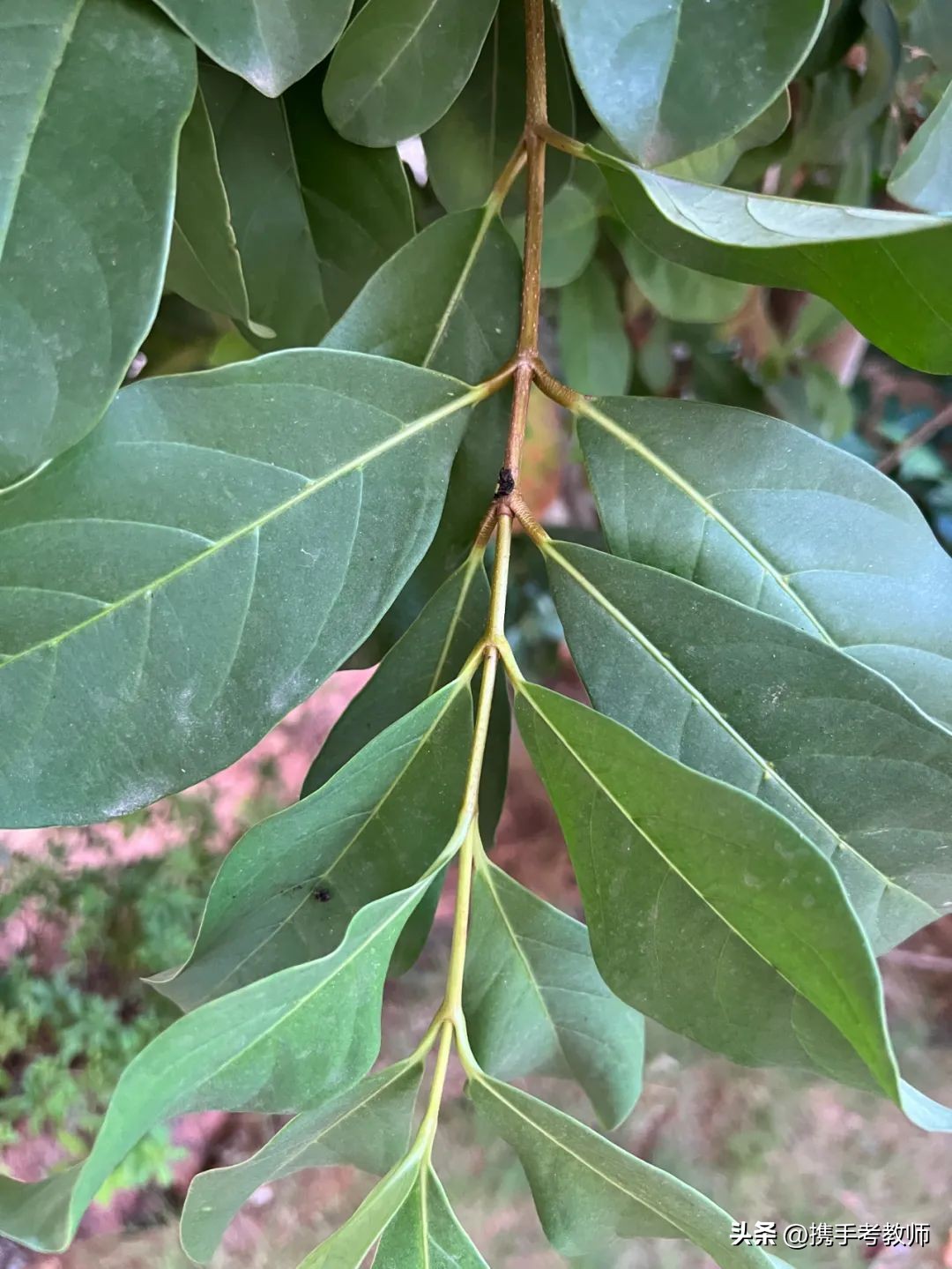 「生物专栏」珊瑚树