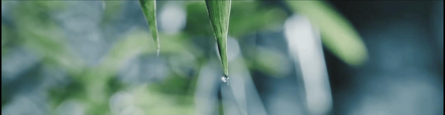 蜗牛可以做花肥吗,蜗牛做美容产品