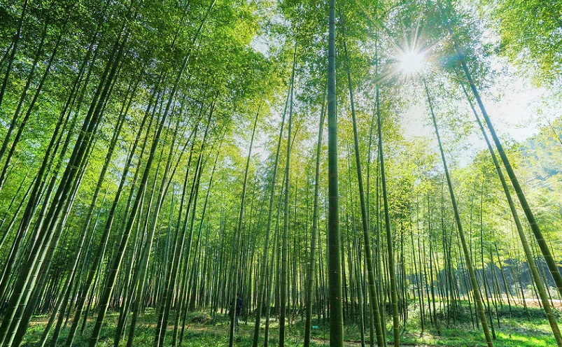 宜兴旅游十大必去景点有哪些名字,宜兴旅游必去十大景点推荐理由