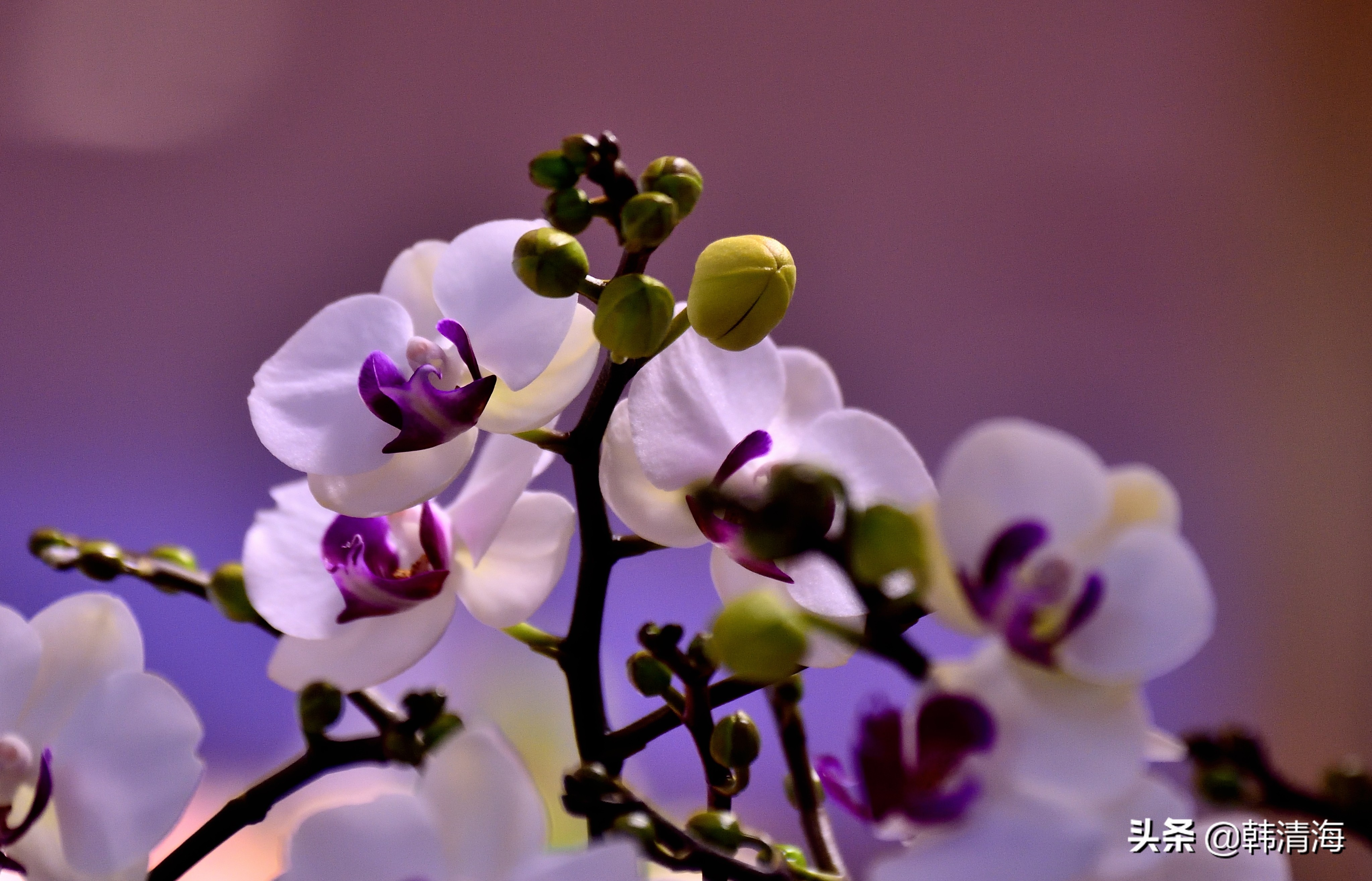 花香满屋真假自辩