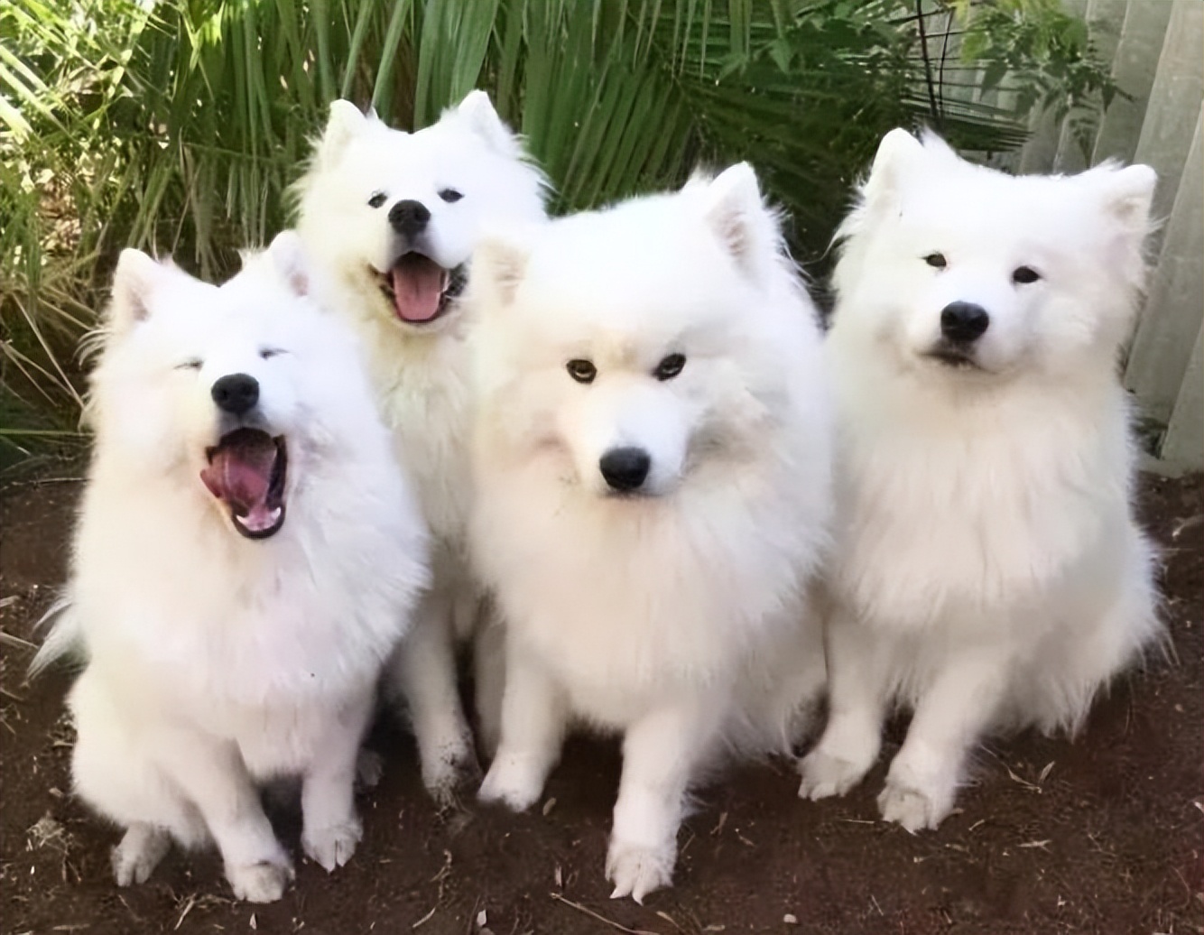 百度一下萨摩耶的优点与缺点,萨摩耶狗狗缺点优点