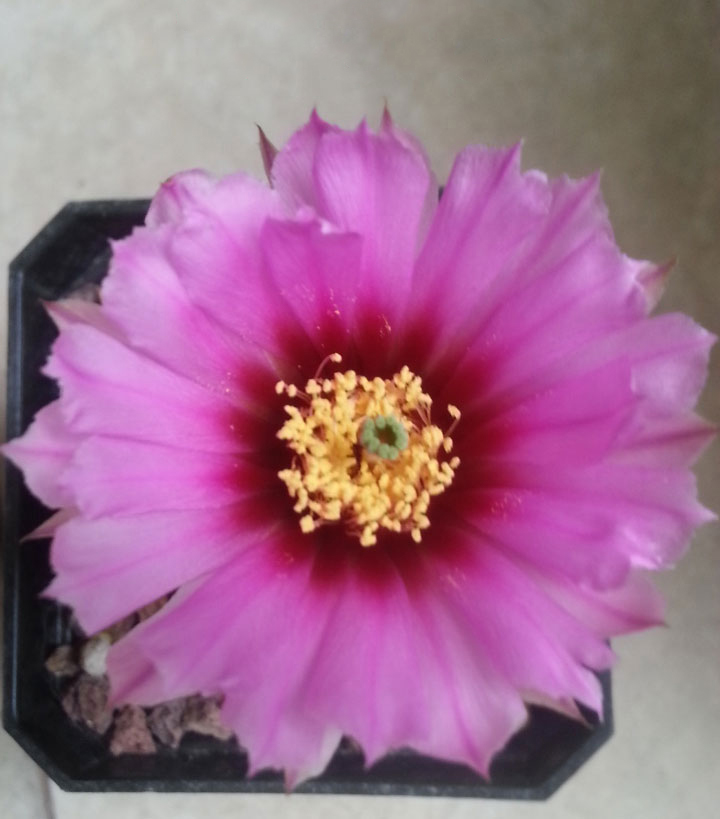 美丽/奇异花草欣赏系列——各种仙人球之“虾”