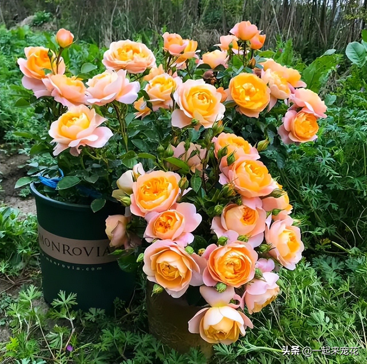 最漂亮的10种月季,四种最漂亮的月季