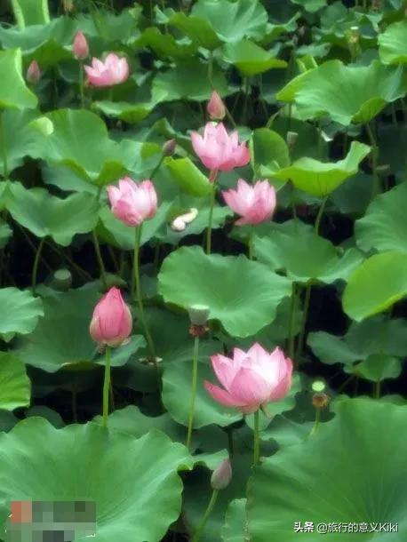 上海自驾西山旅游攻略,苏州东山一日游自驾游最佳路线图