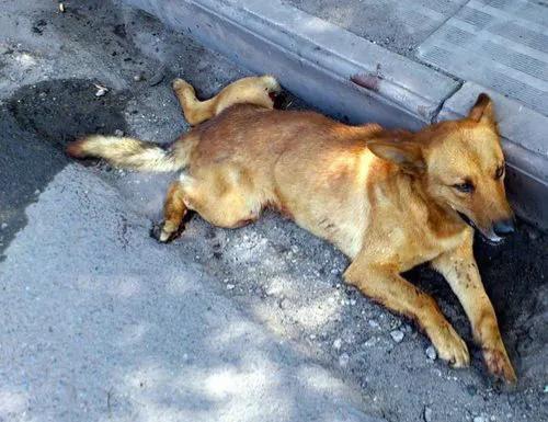 笨狗大花，虽然时时处处被鄙视，危急时刻，它依然挺身而出