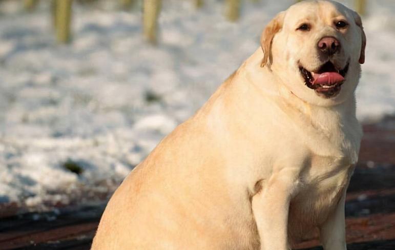 拉布拉多犬优缺点分析视频,咖啡色拉布拉多犬优缺点