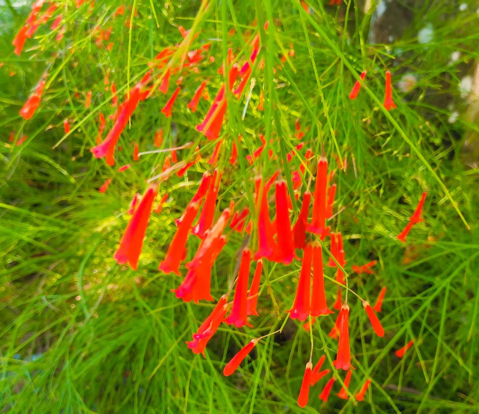 兴隆热带植物园攻略,兴隆热带植物园一日游