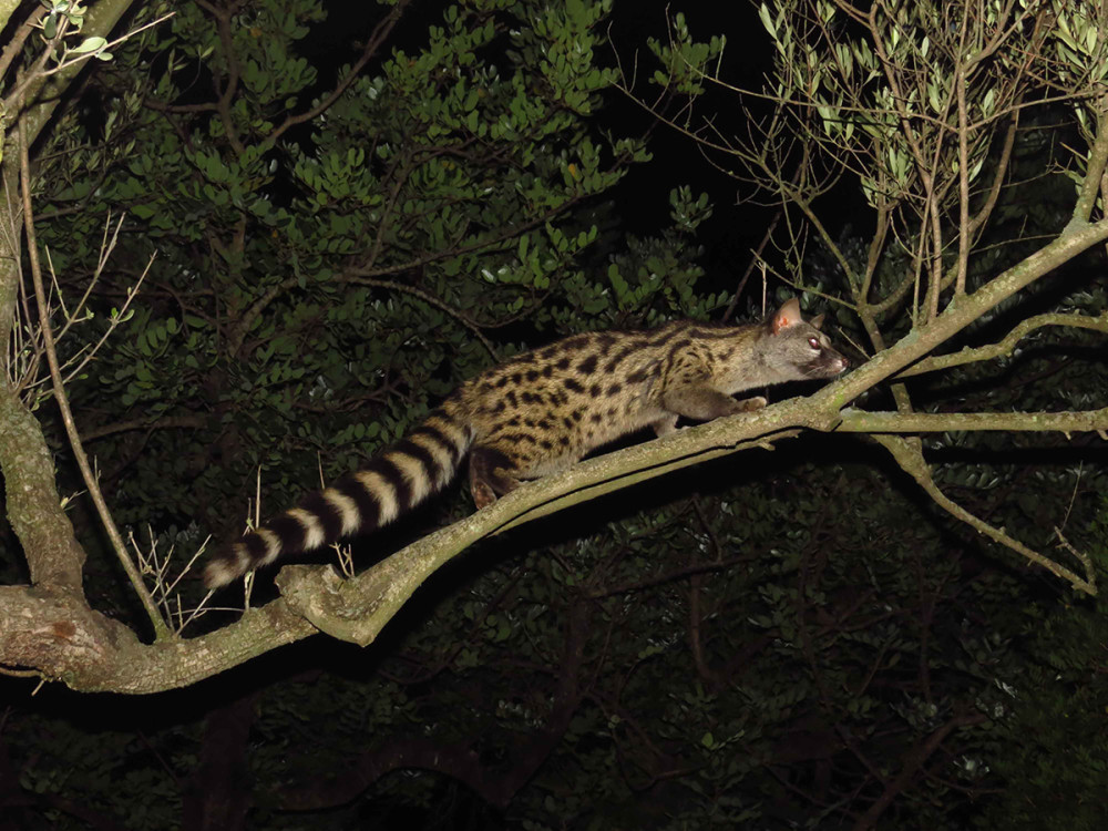 狸猫天生会捉老鼠吗,狸猫会不会抓老鼠