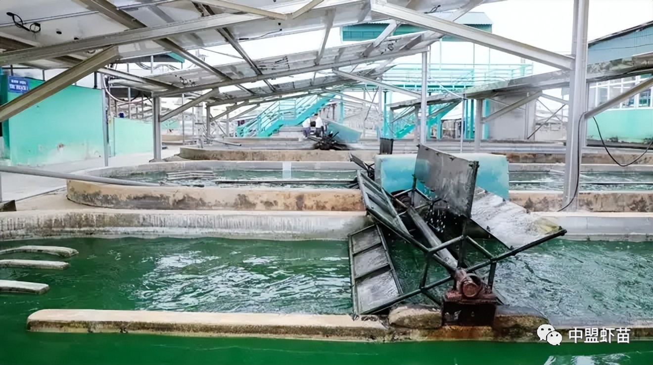 什么是螺旋藻？虾池添加螺旋藻的好处有哪些？养殖高手跟你揭露！