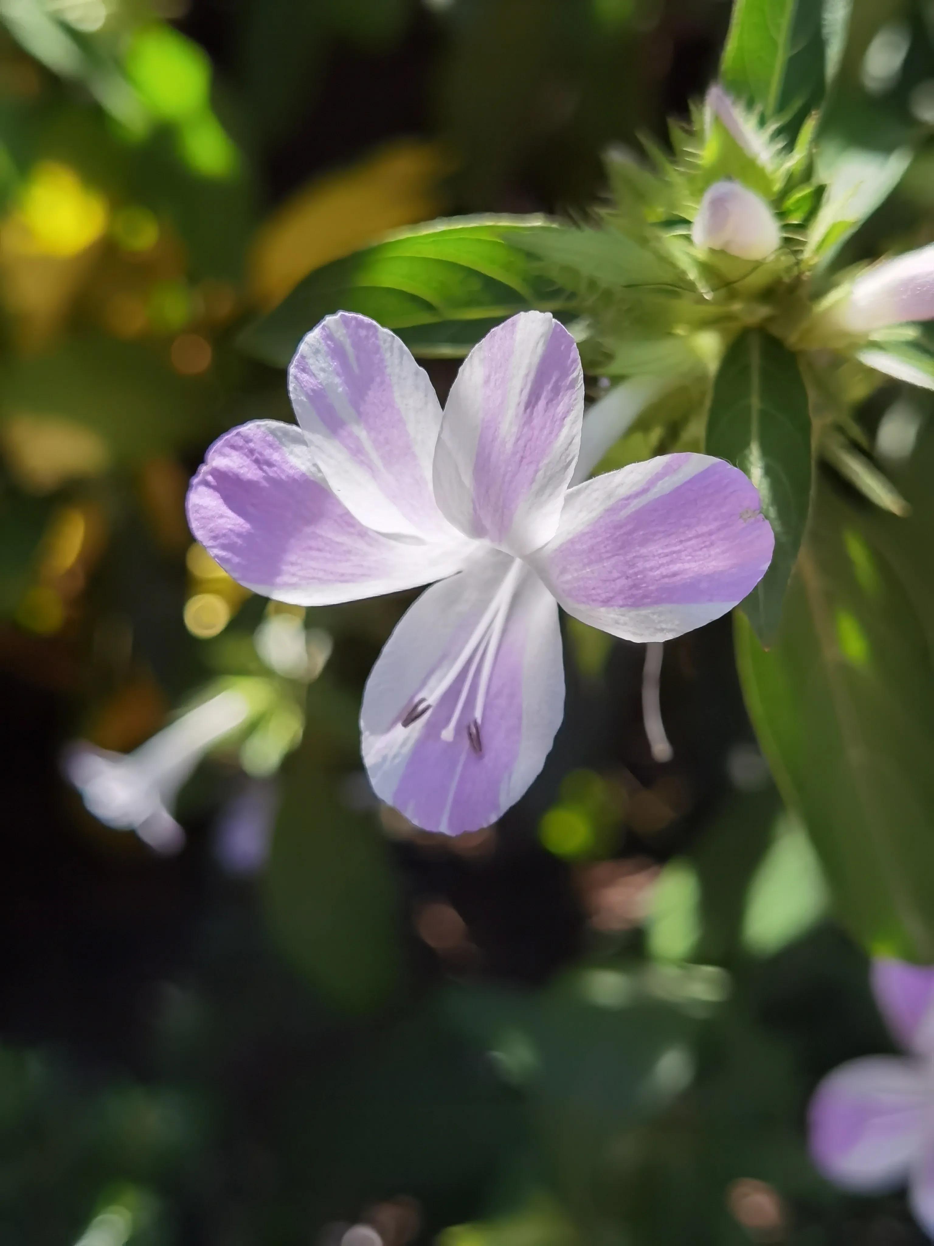 香港的城市空间布局,香港的城市屋