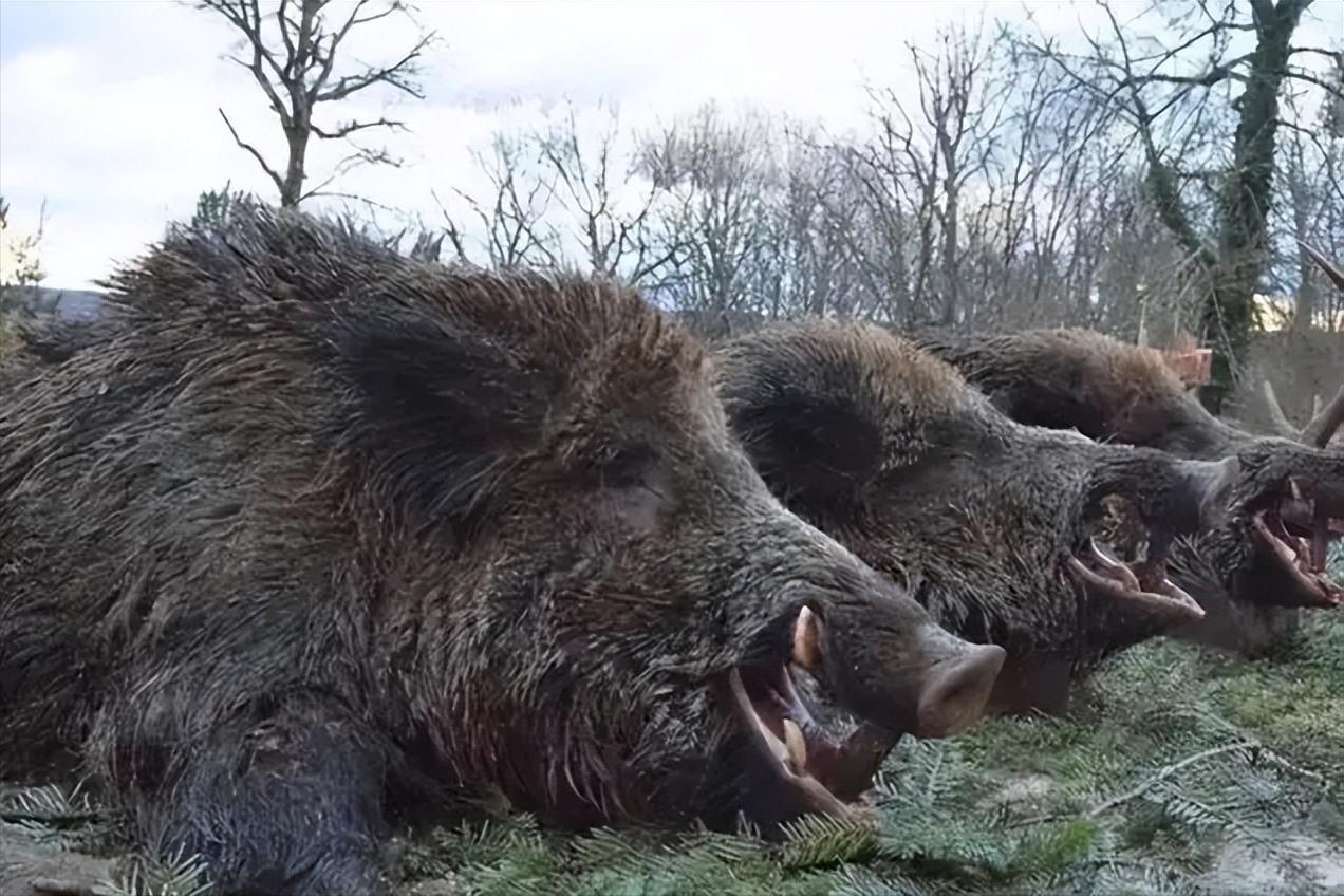 野猪泛滥招募猎人,野猪悬赏地区