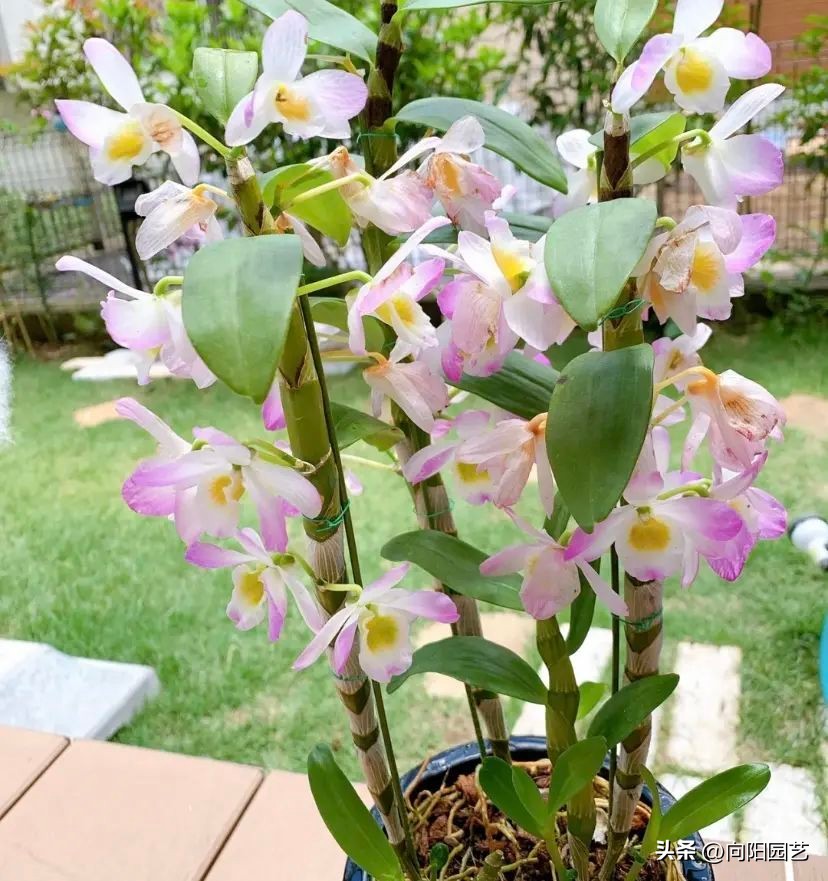 石斛花钉在木板上，挂在露台上，多淋雨水，长得会更快！