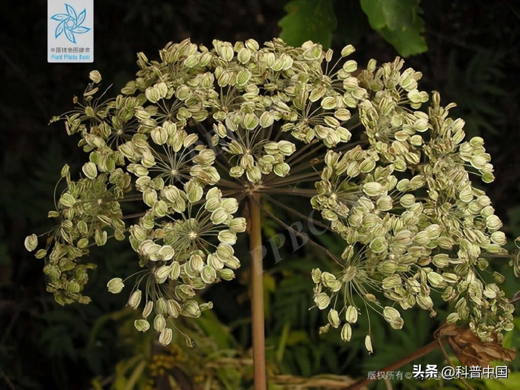 三大公认最好闻的香料排名,这四种香料的小知识你都知道吗