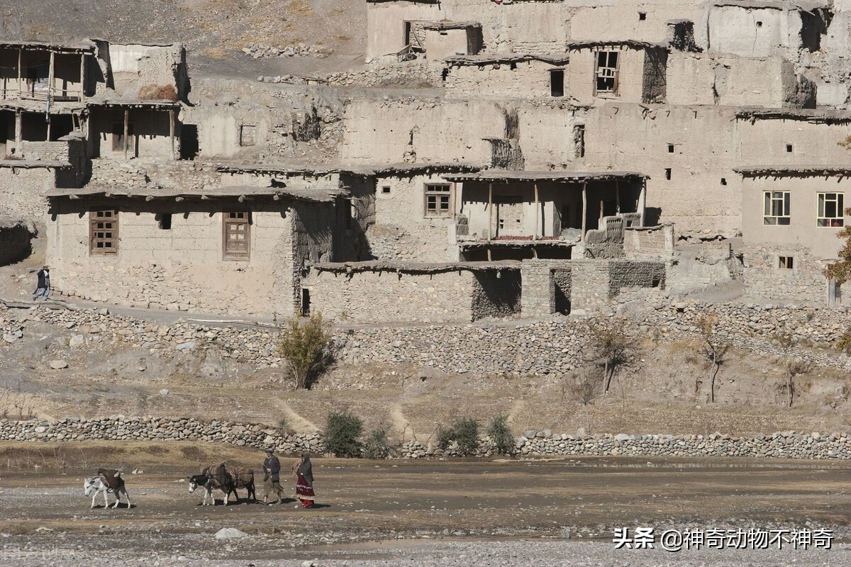 致命毒蝎号称“穷人的*品毒**”，巴铁还把它当烟抽，它有什么魔力？