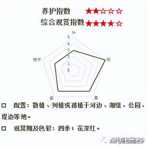 花有手掌大，能开半年，是污水治理的能手，还是绿化工程的香饽饽