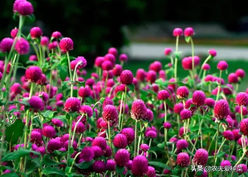 喜阴耐旱适合室内养的50种花,被公认阳台冬天最好养的10种花