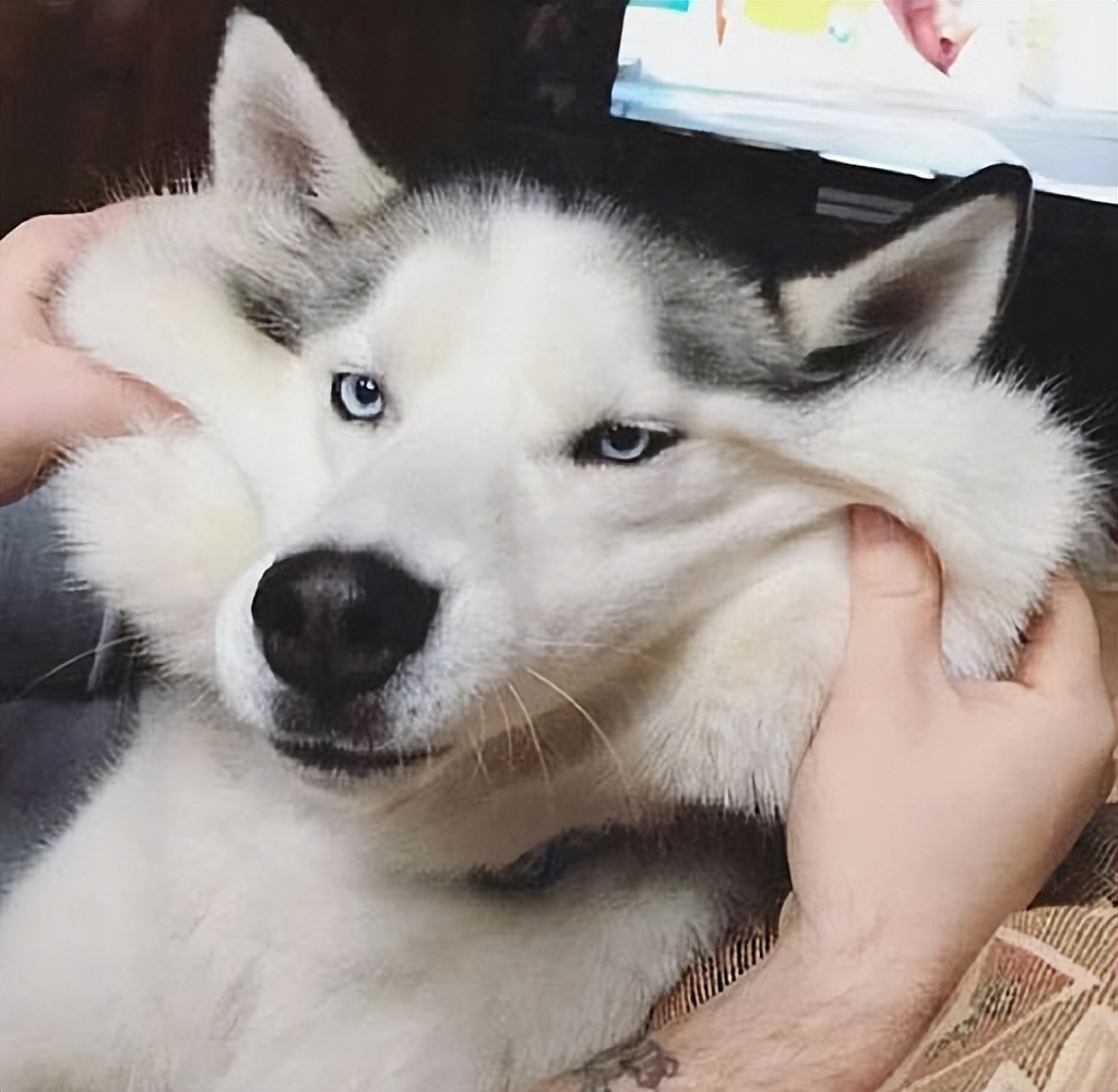 哪种狗最好养又省钱不生病,有这几种特征的狗尽量别养