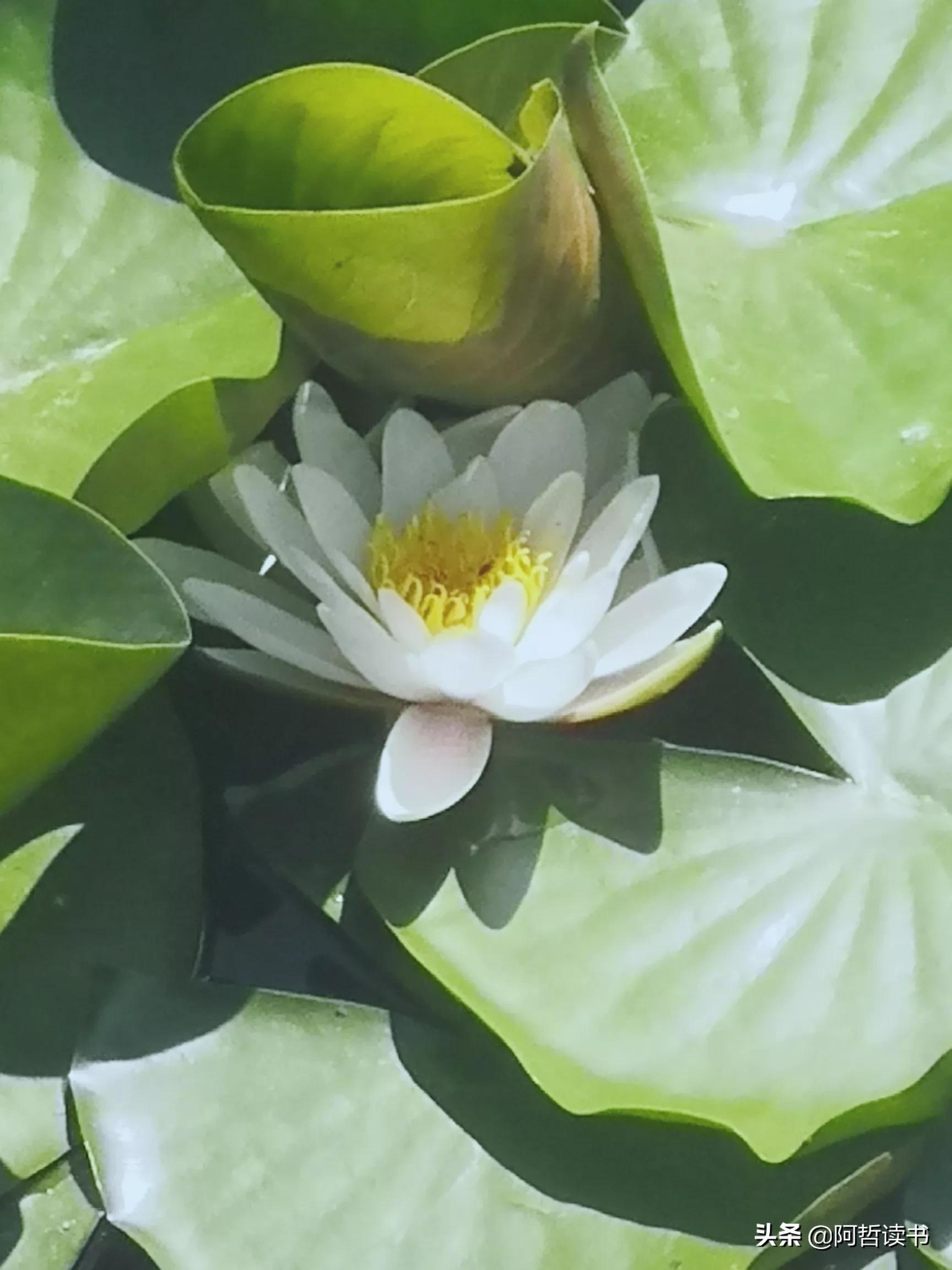 夏日荷花/风影摇曳波光粼，出水芙蓉最可人，一片冰心付与君