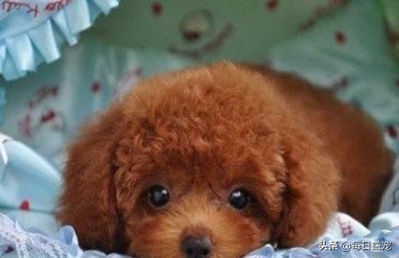 买泰迪注意事项和禁忌,买泰迪的时候需要注意些什么问题