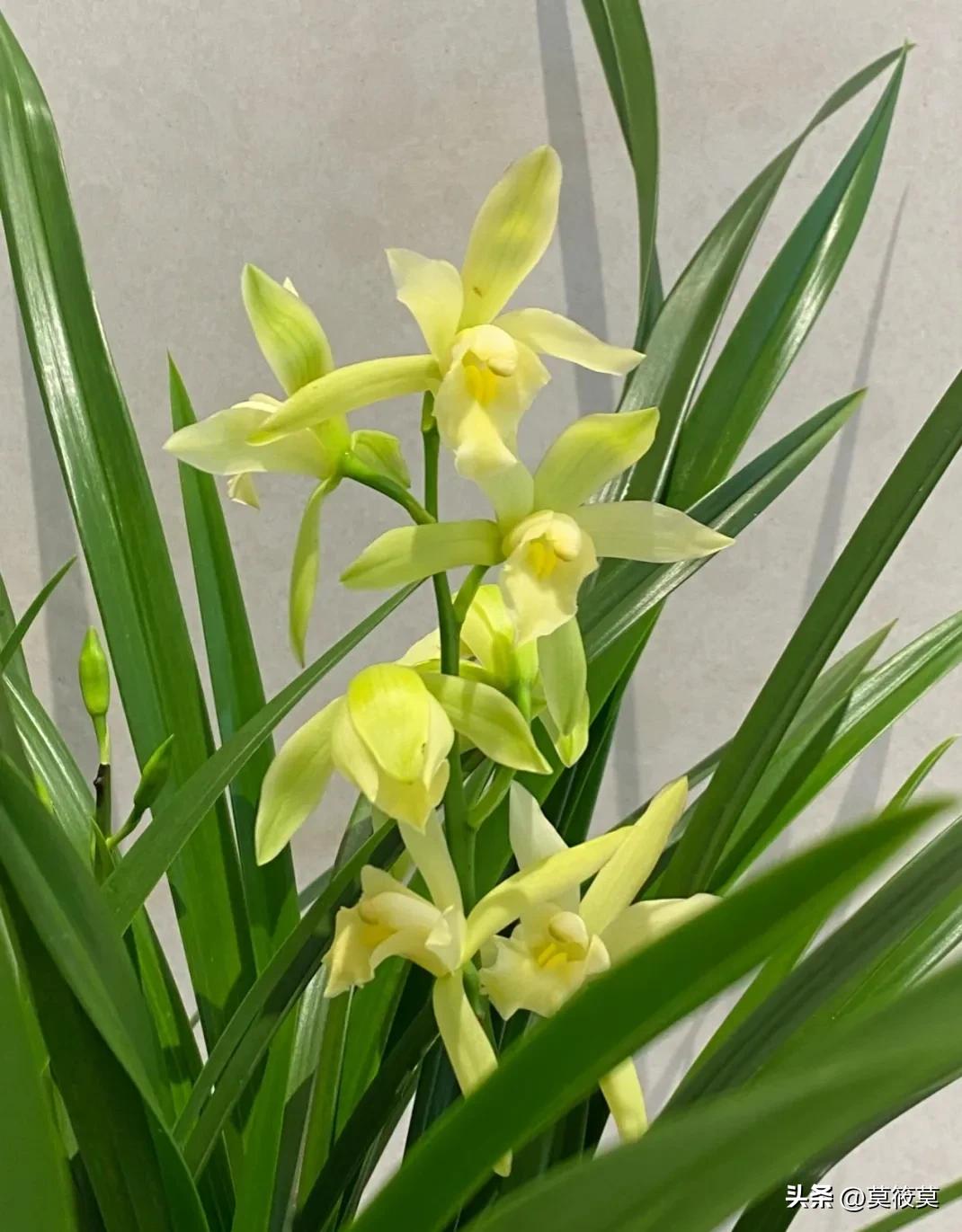 贵州省的省花叫什么名,贵州各个县的县花