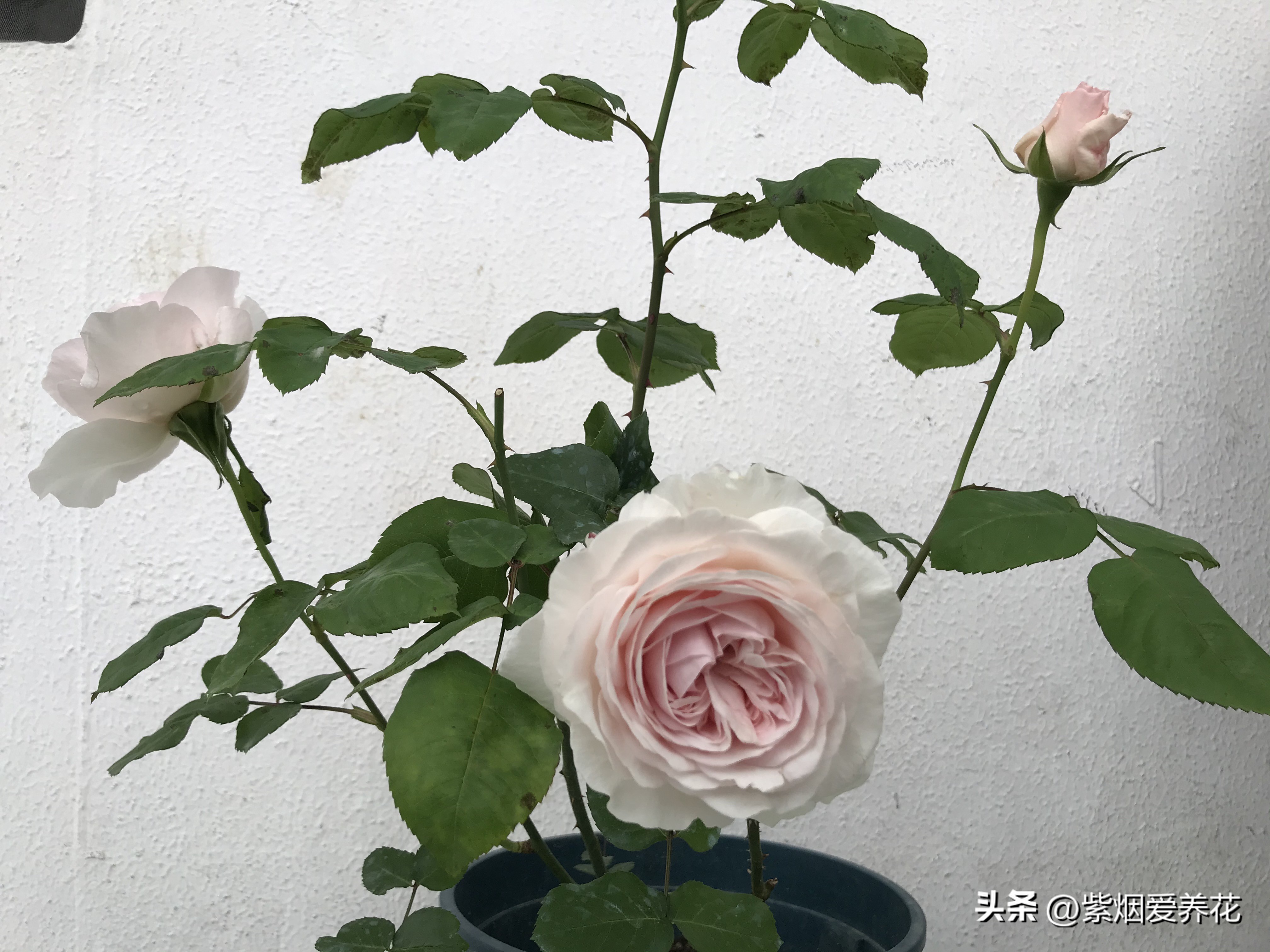 月季花哪个品种最漂亮,月季花怎样修剪更漂亮