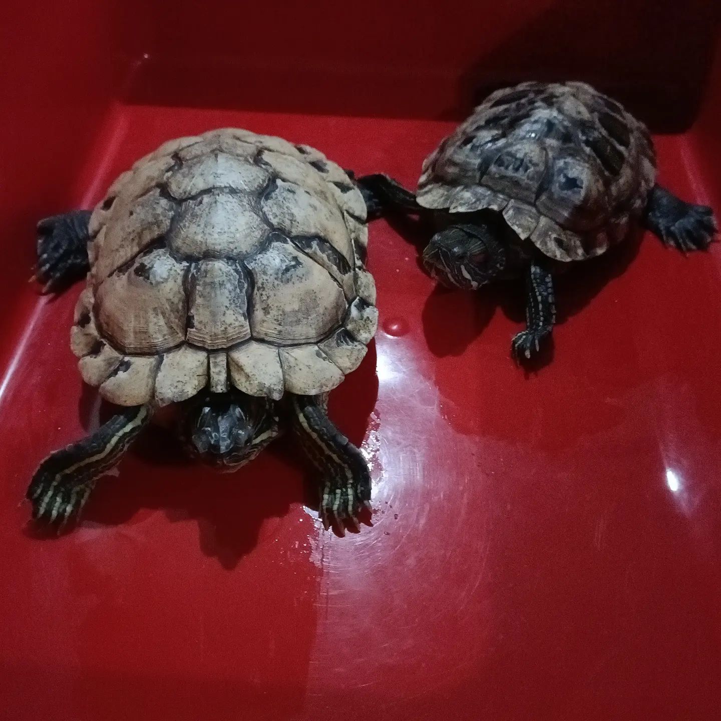 巴西龟冬天不缩壳不吃东西咋办,巴西龟冬天不吃东西是为什么