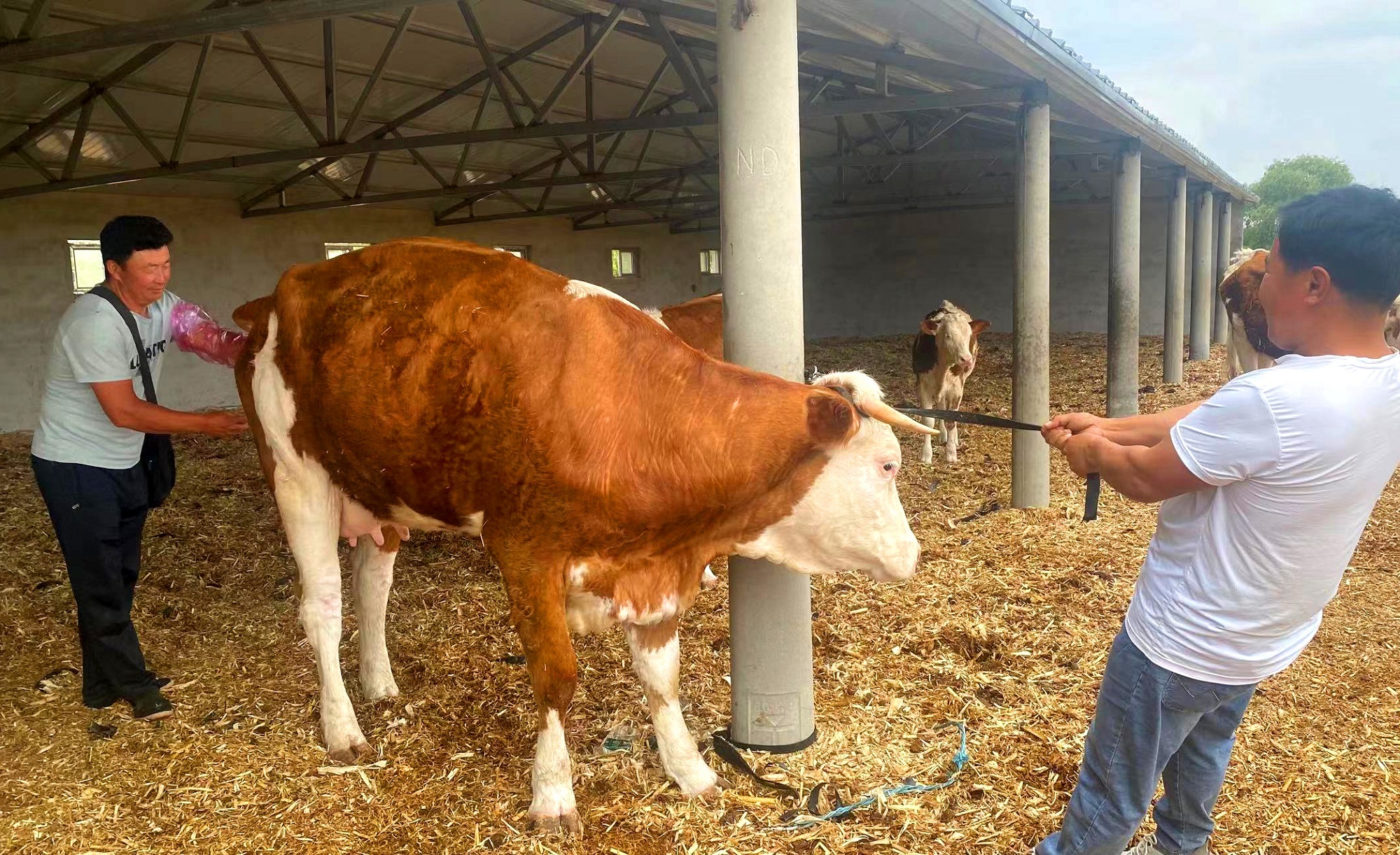 苏尼特右旗黄牛改良,西乌珠穆沁旗黄牛改良