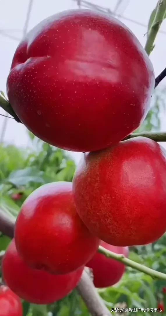 丰富美味的水果壁纸,甘甜适口的美味水果壁纸图片