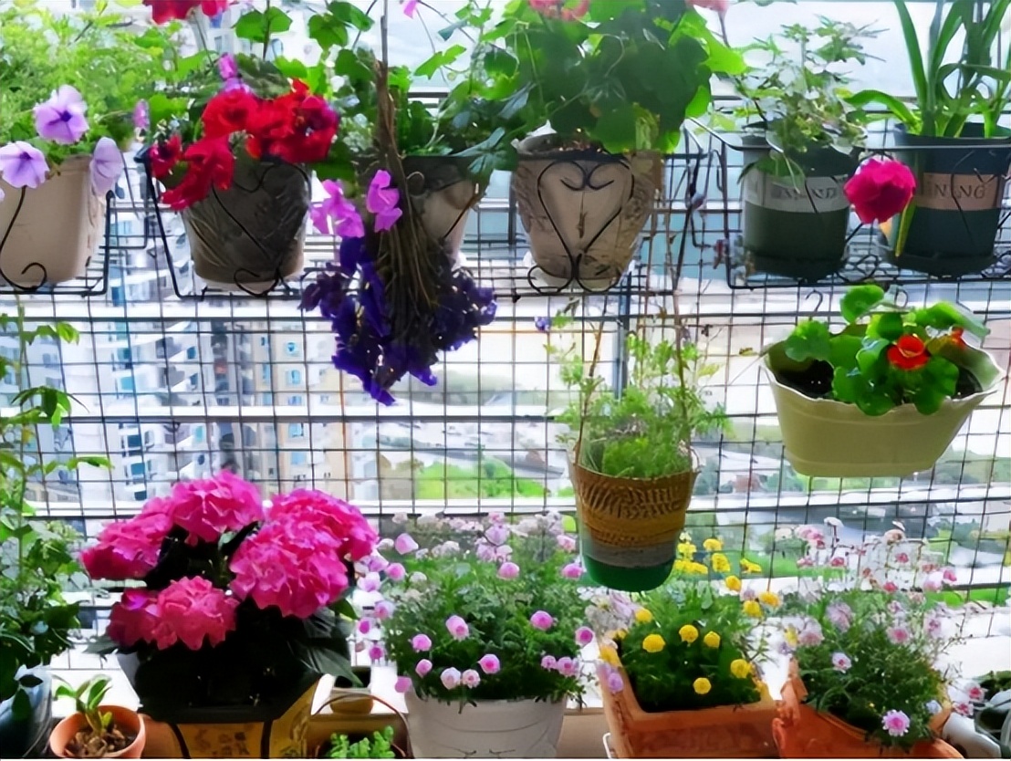 家里最旺财的十种花比较耐阴,家里养什么花最好运气最旺玄学