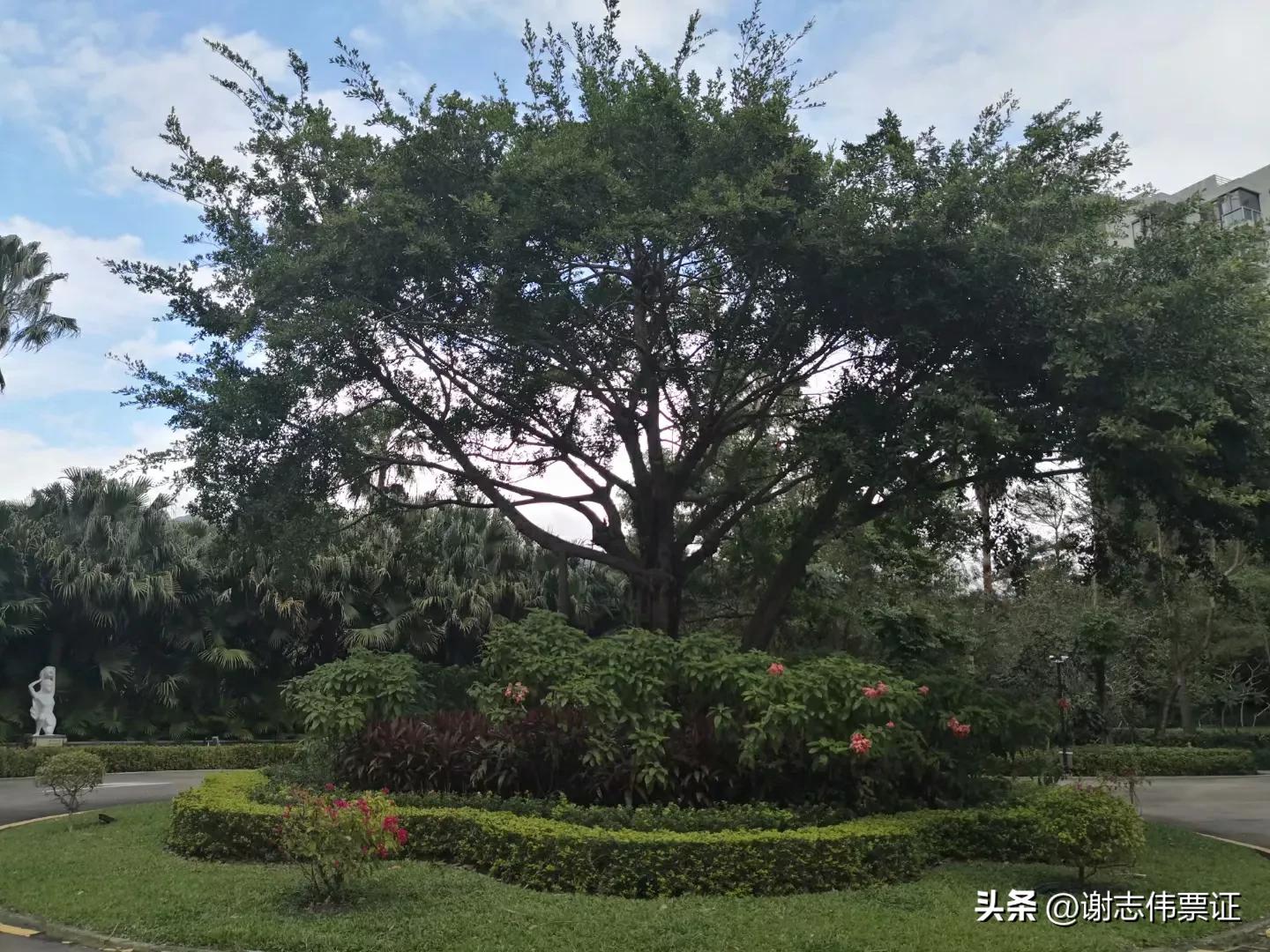 海南风情（050）彩色转盘新颖别致